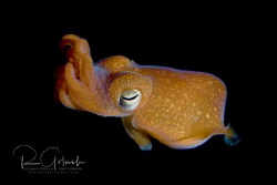 Bobtail squid-Anilao. by Richard Goluch 